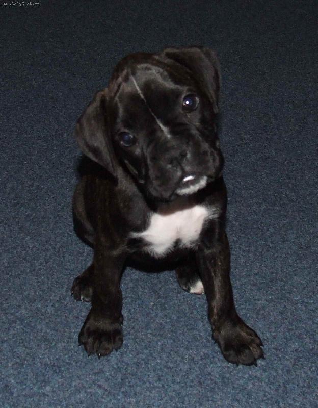 Foto: Anne-Anne z Bu�ovic