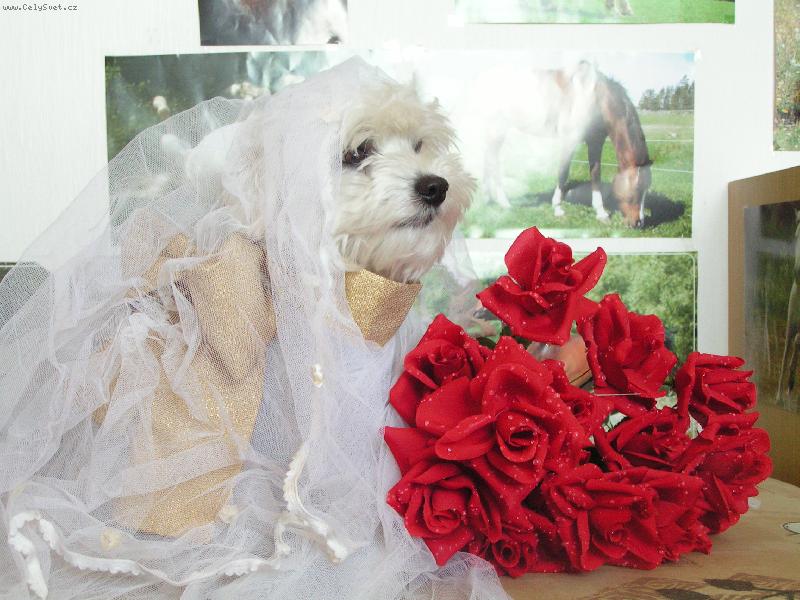 Foto: Miky ze �ukova-na�e nev�stinka :)