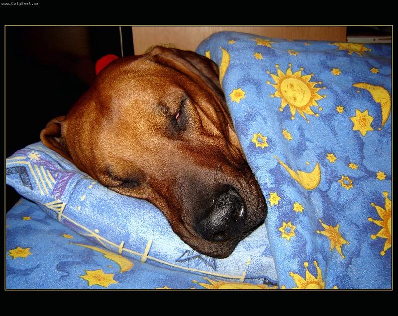 Foto: rodesian ridgeback-sn�m.....