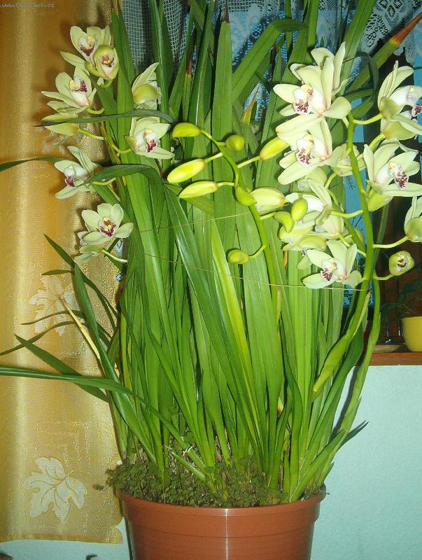 Foto: Cimbidium 2006-rostlina 7 let, ka�doro�n� vv�kv�t 5-7 lat