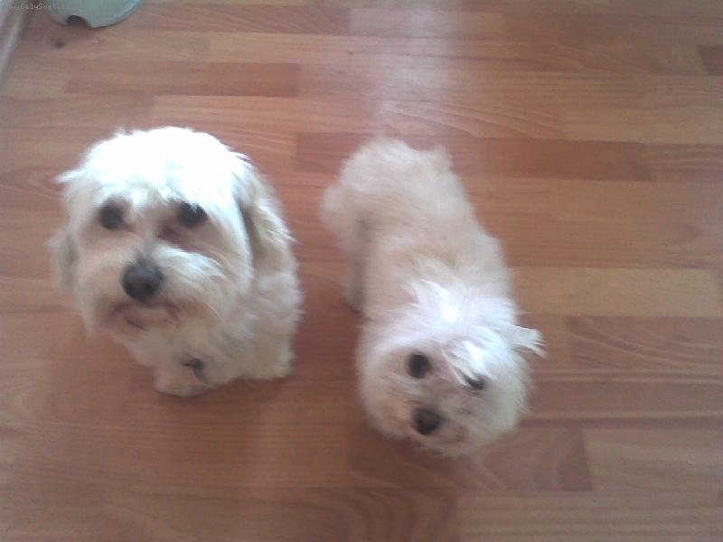 Foto: maltezsk� ps�k - daruji-nechcete tyto 2 lump�ky? rodinn� d�vody