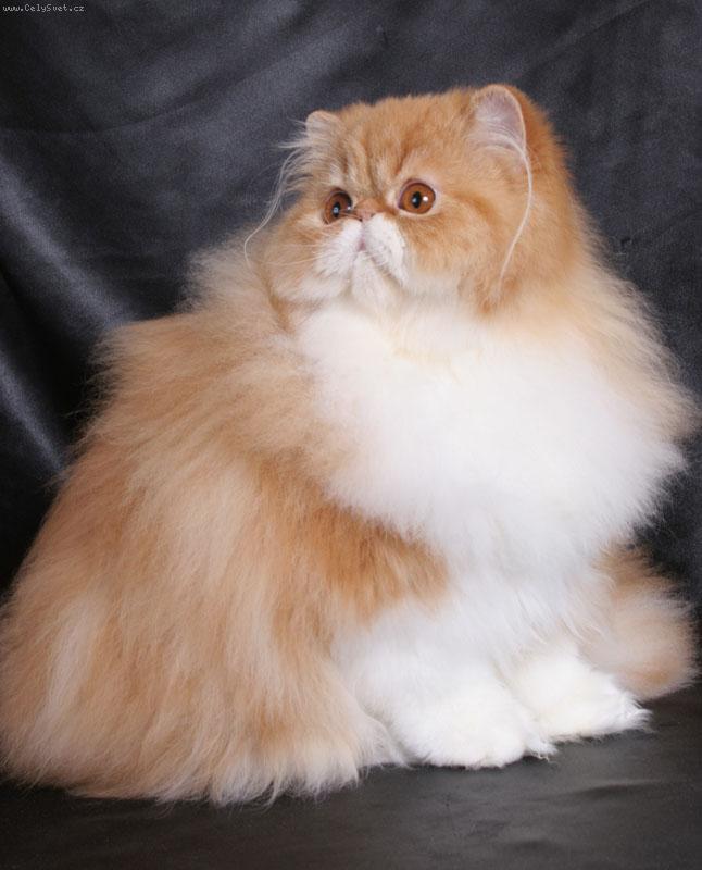 Foto: Energizer z Thalgau*CZ JW-Jsem to ale fe��k a r�d p�zuji