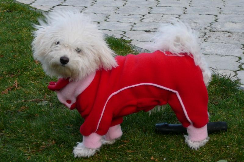 Foto: Jako modelka-Happy Dayssi Canis Bohemia