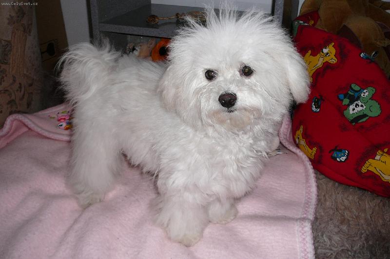 Foto: Tak fo� u�!-Happy Dayssi Canis Bohemia