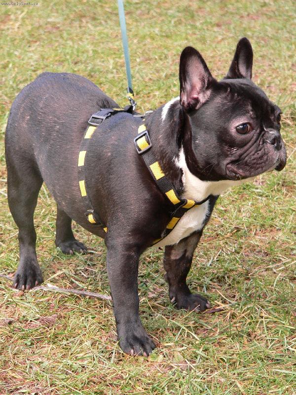 Foto: IGO-N� osmi a p�l m�s��n� bul�a.