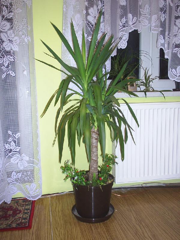 Foto: Radost s p�stov�n�-Juka po 3 letech