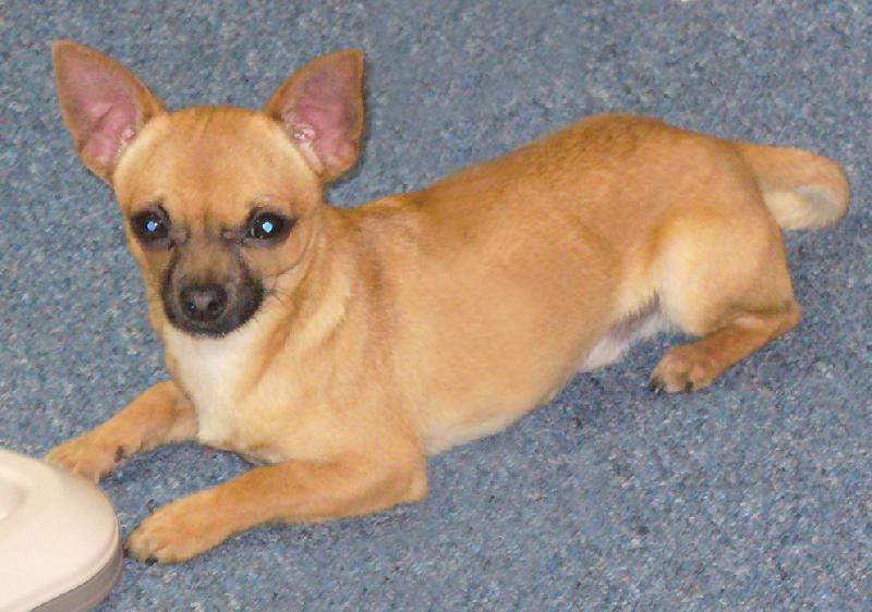 Foto: Fenri relaxuje-Asi usnu...toho j�dla bylo prost� moc ...