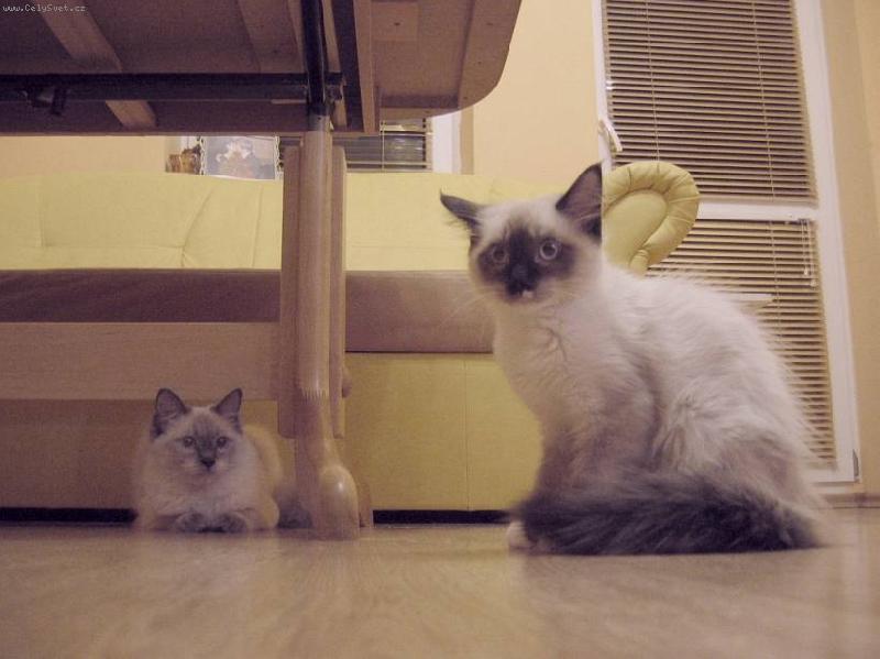 Foto: Happy de Borgione poprv� v nov�m domov�.-A stou tady budu bydlet??? :-)))