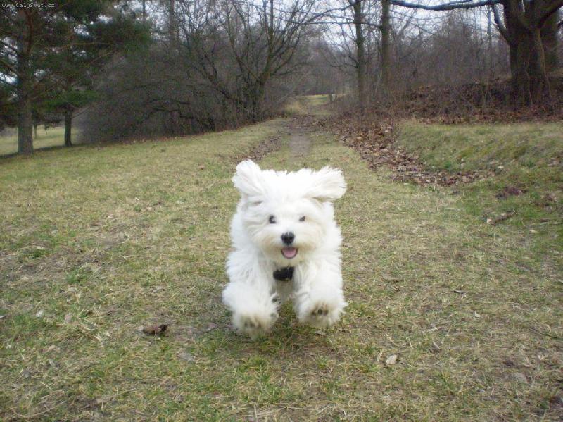 Foto: B�����m-mont�k je prost� �ivel