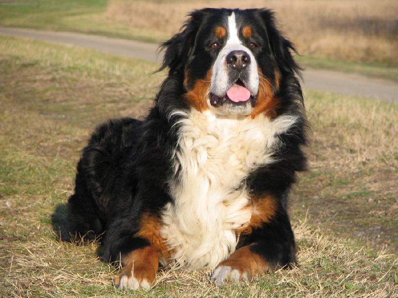 Foto: Azor from Billabongfarm-www.azor.euweb.cz