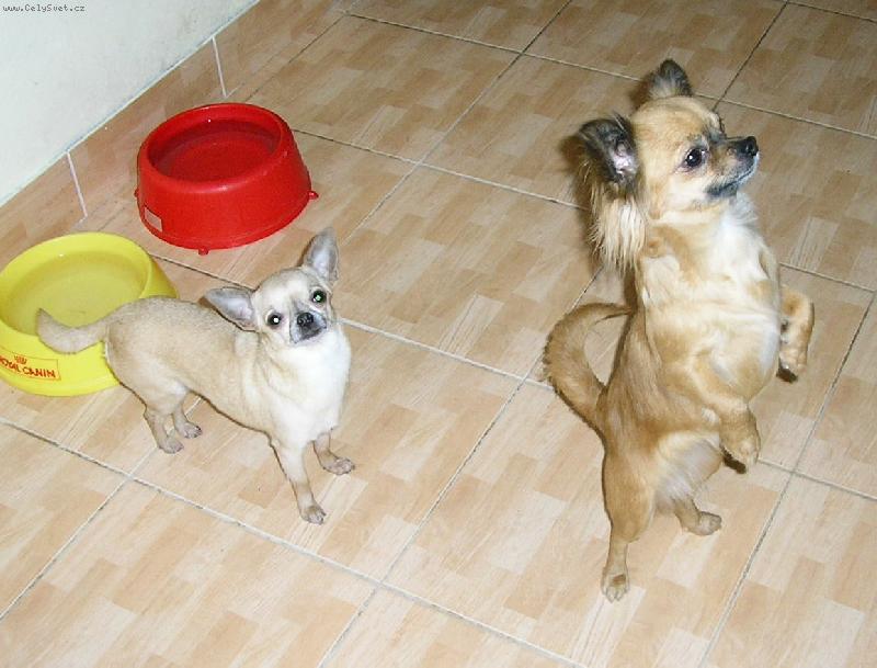 Foto: Coletta-tak u� mi to dej...