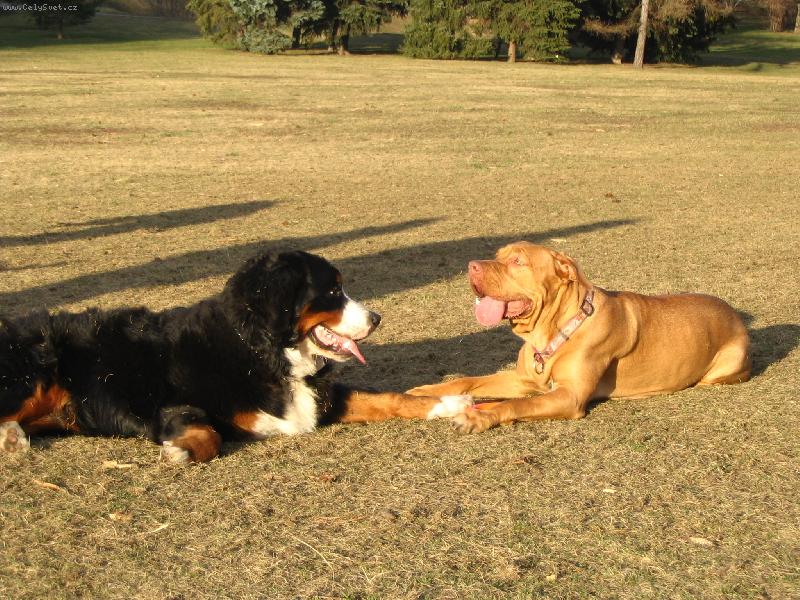 Foto: \"....be my Valentine, baby!\"-Astor (zamilovan�) se svou kamar�dkou...