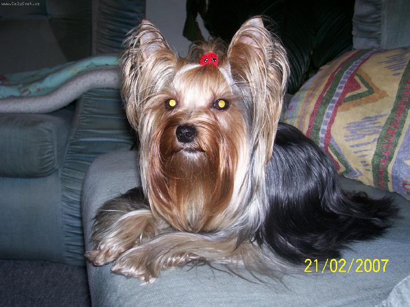 Foto: Bessy-www.jork-bessy.estranky.cz