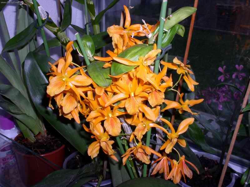 Foto: tato rastlinka ma uz 6 \"potomkov\"