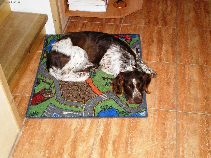 Foto: Arka z lou�sk� paseky-odpo��v�