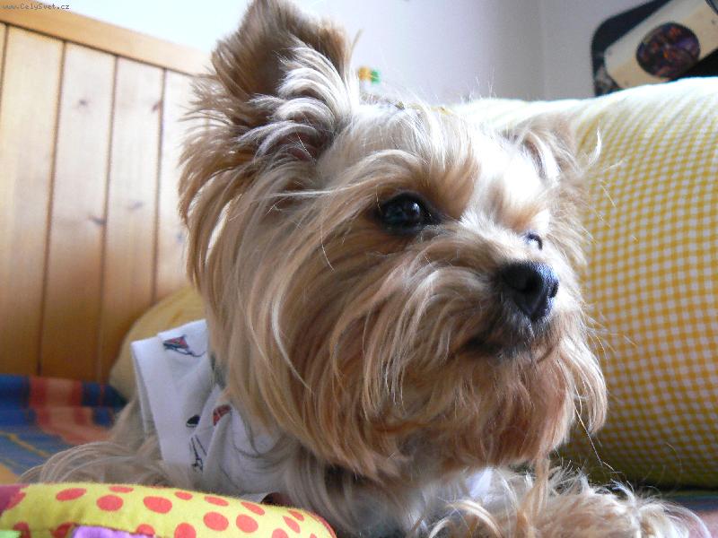 Foto: Ad�lka-p�em��l�m,neru� pani�ko