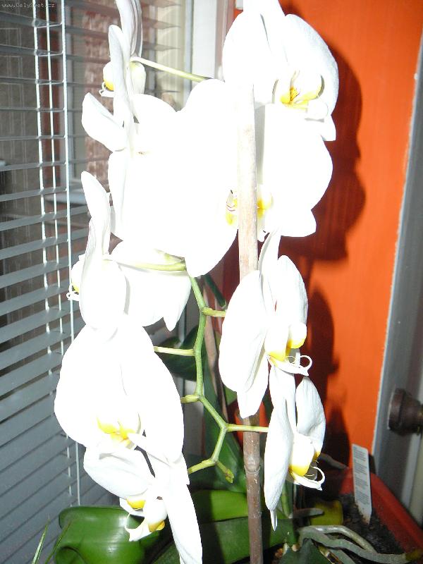Foto: Orchidej v lo�nici na severn� stran� 18-20stupn��-v kv�tu