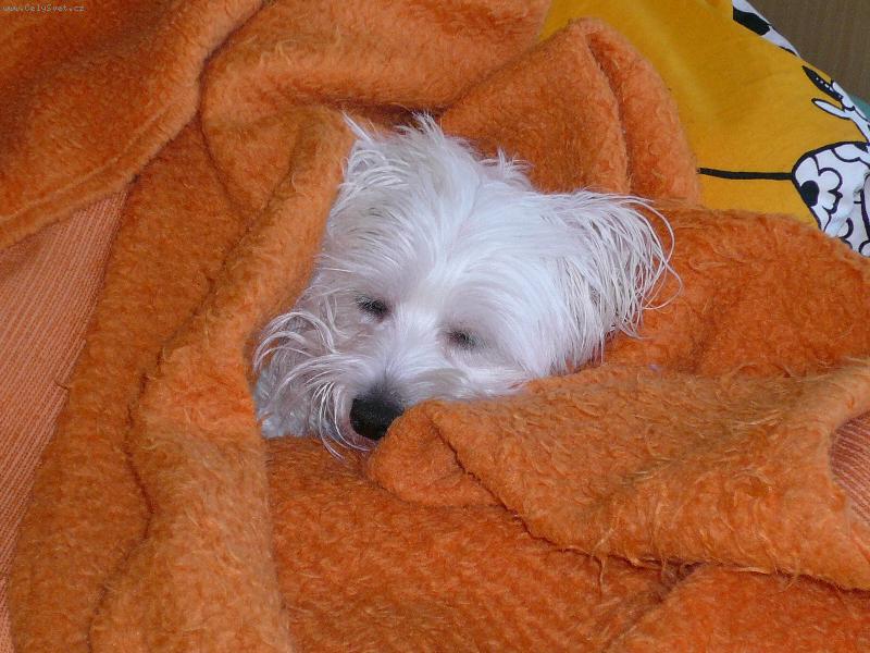 Foto: Span�-Tady je Ar�a po vykoup�n�, zachumlala se do deky a spink�:-)