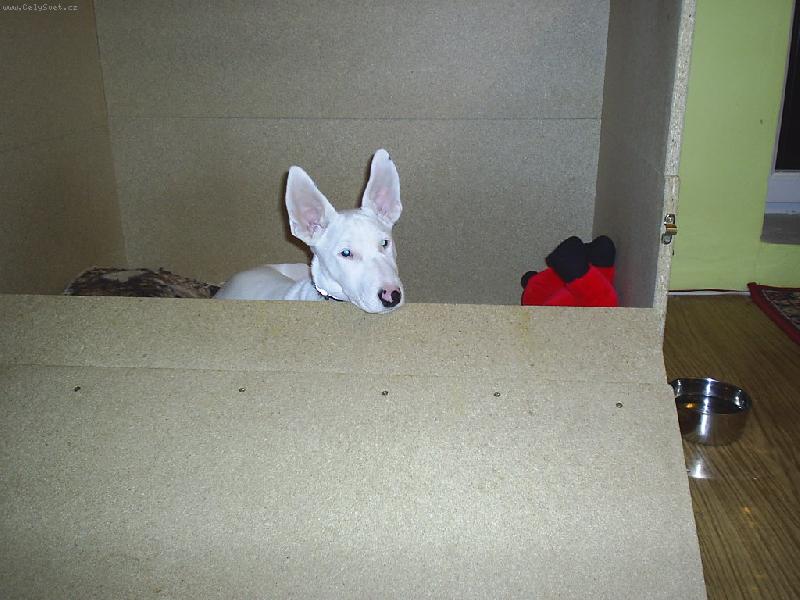 Foto: Danny-I j� si zvyk�m na pel�ek