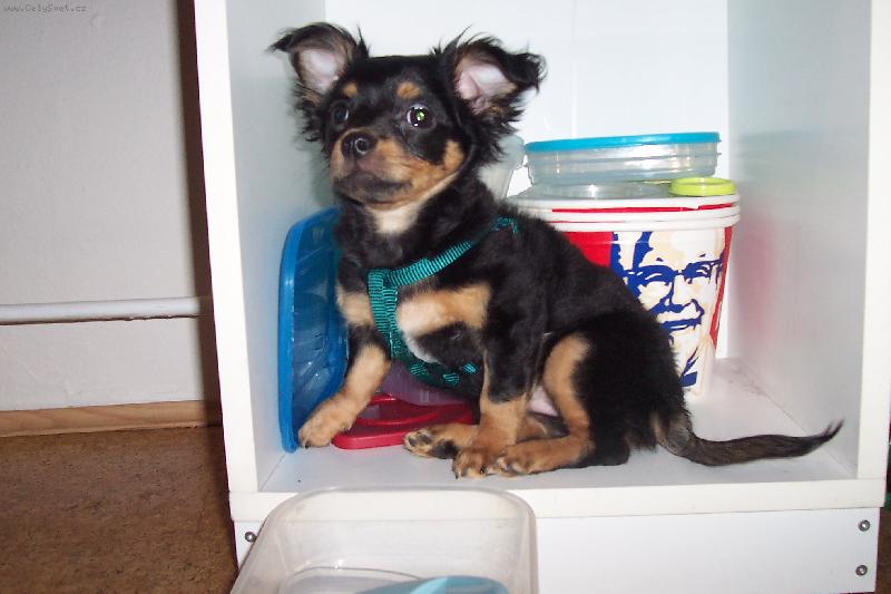 Foto: Am�lka-N�e milovan� Am�lka