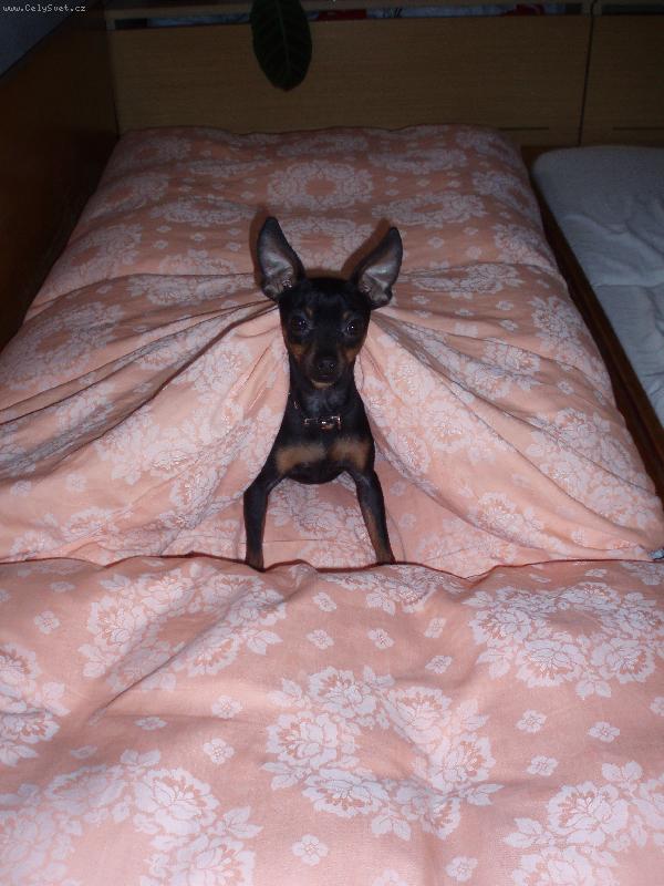 Foto: Jerry hl�d� post�lku p�ni�ce