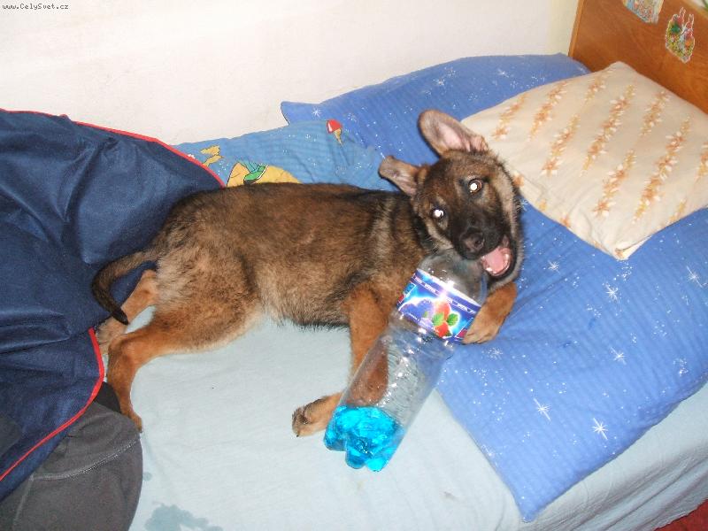 Foto: Brit m� ��ze�-Brit si r�d hraje se v��m