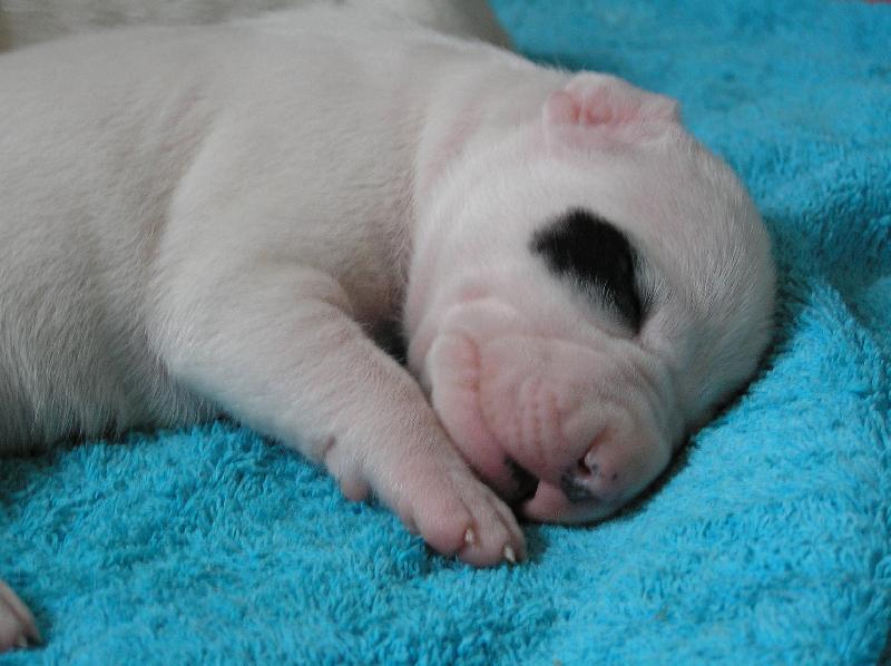 Foto: fenka - Blansk� les - D