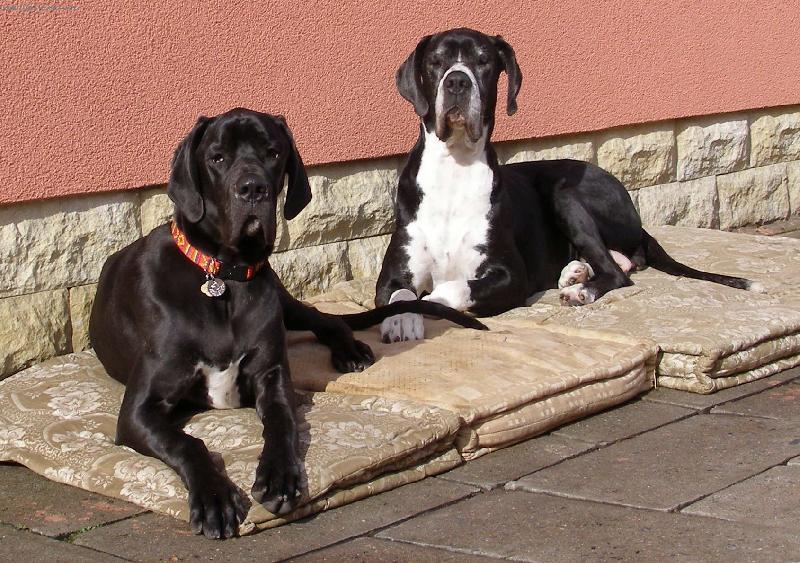 Foto: Ani�ka a Dolomita z Pern�t�nsk�ch hradeb-kamar�dky