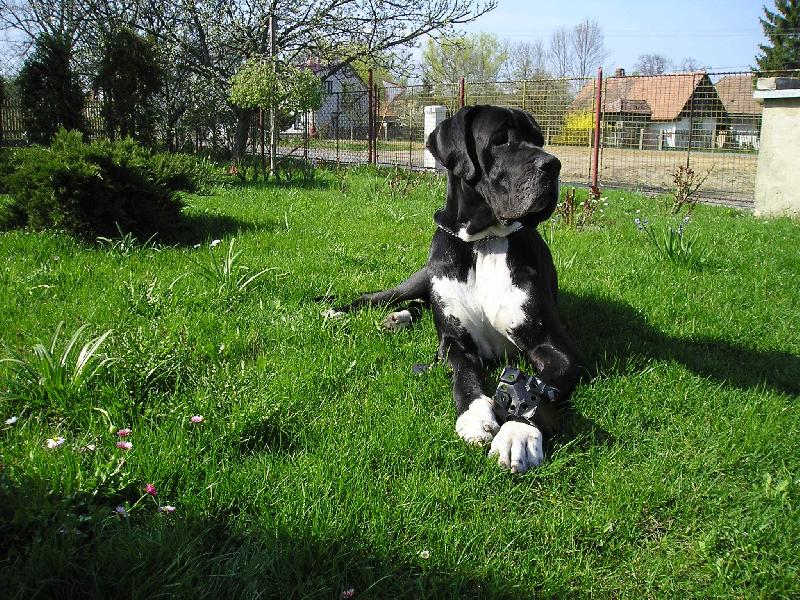 Foto: Archibald z Pern�t�nsk�ch hradeb-Archibald z Pern�t�nsk�ch hradeb