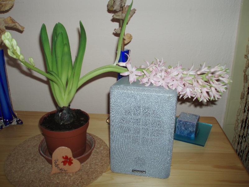 Foto: hyacint-Vyrostly n�m 2 stonky kv�t�