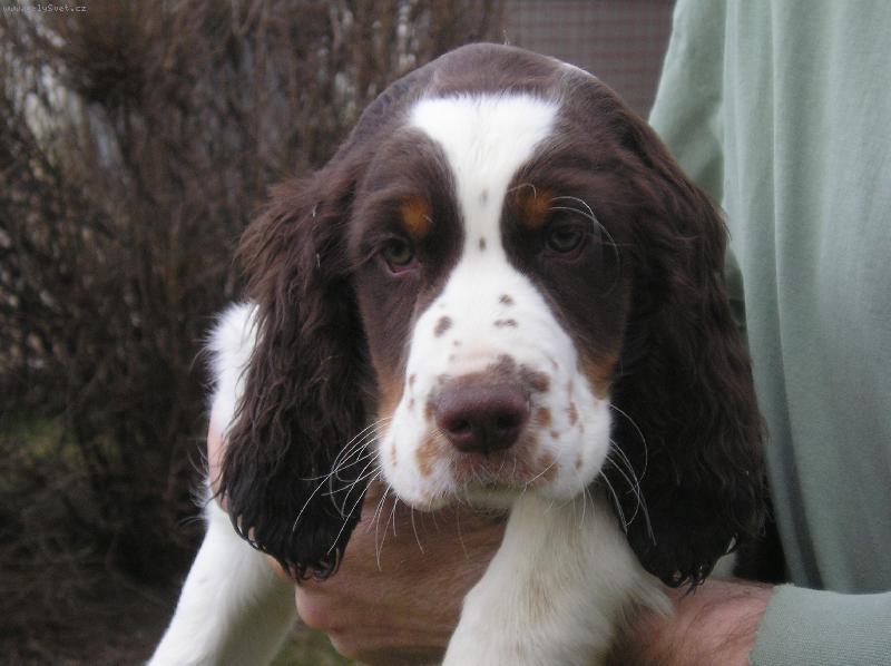 Foto: Chcete mne ?-Largo se p�edstavuje.