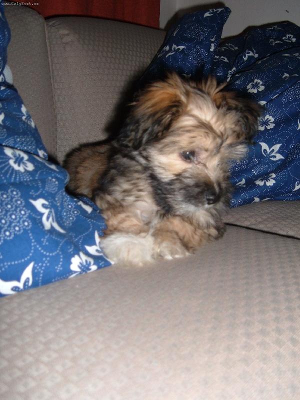 Foto: To je n� Tob�nek.-Na gau�i to je par�da