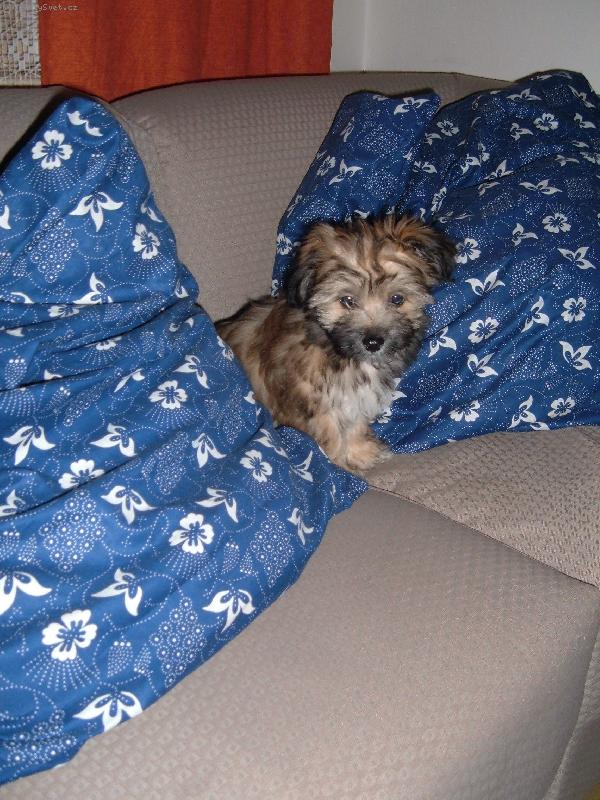 Foto: N� malej mazl�k