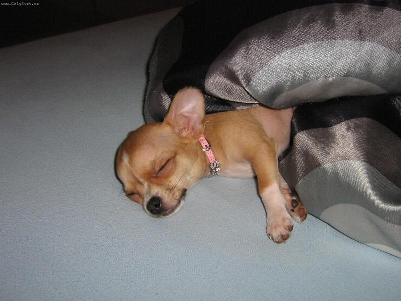 Foto: Chanelka-spink�......