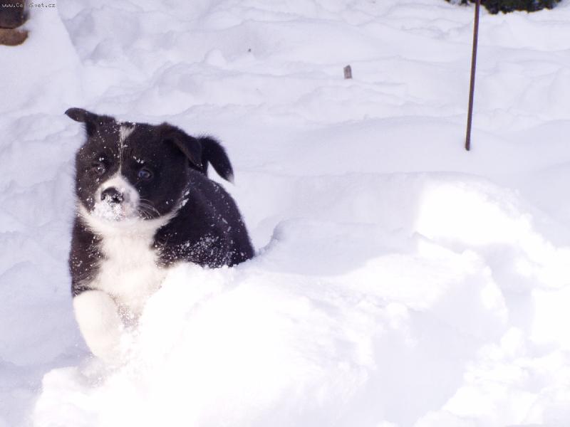 Foto: chovn� stanice Assi Kavon