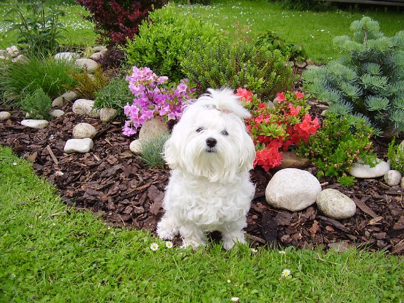 Foto: Vikinka-malt�z��ek(fenka)sed�c� na zahrad�