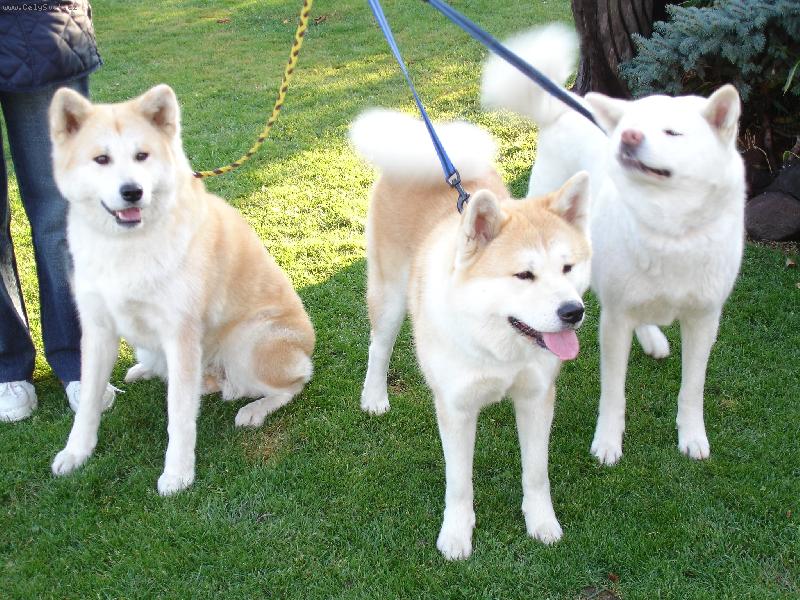 Foto: Na�e holky z Bambusov�ho h�je