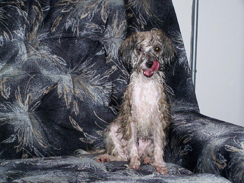 Foto: Goldinka-takhle vypad�m, kdy� se vykoupu :o)