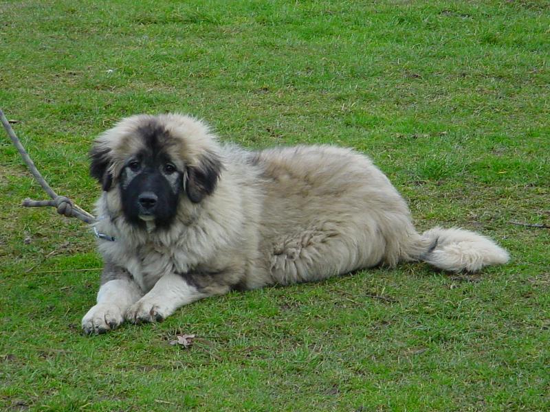 Foto: Bara Rusk� medv�d CZ-�ty�m�s��n� sle�na