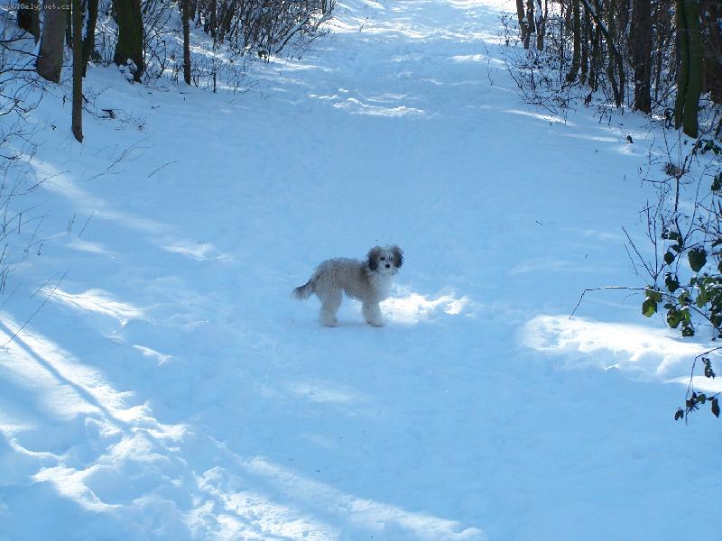 Foto: Goldinka-...a zase venku...