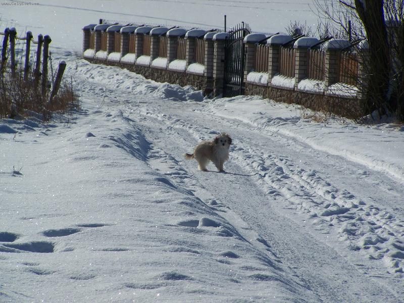 Foto: Goldinka-pobyt venku, to je moje :o)