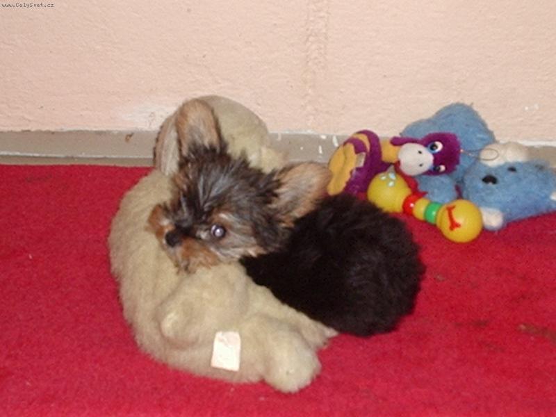 Foto: Monty Jack-Monty odpo��v�