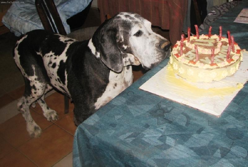 Foto: N�dhern� babi�ka Korba  Uttis CS-Oslava 11 narozenin!!!
