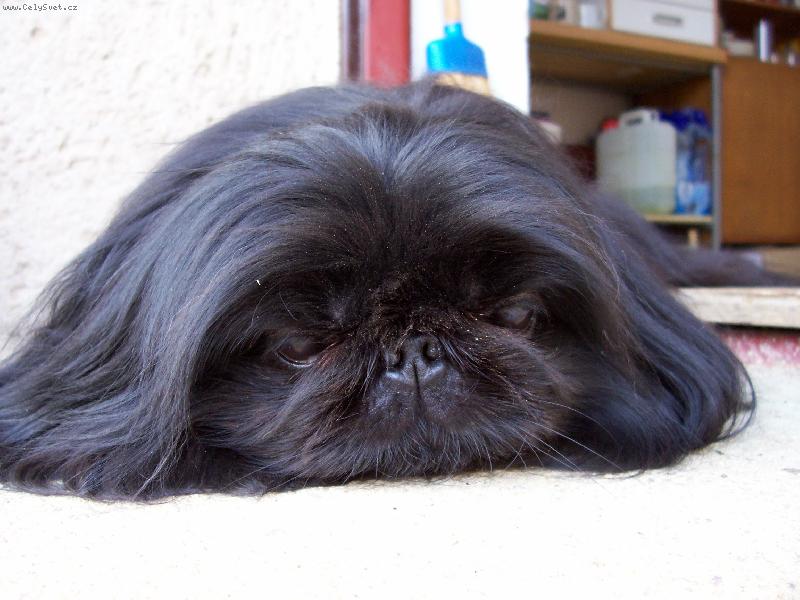 Foto: Megynka zahradnice-Hl�d�m si pr�v� zahrabanou kosti�ku\\. Je�t� m�m hl�nu na �um��ku\\.