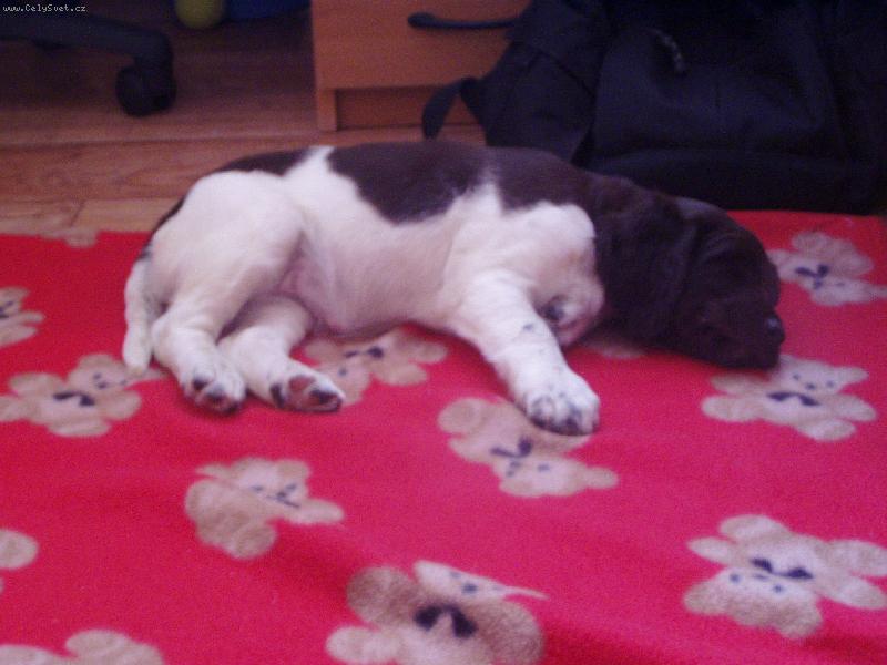 Foto: Hera z Vlasteck�ho vrchu-7 t�dn� \\.\\.\\.2 dny doma