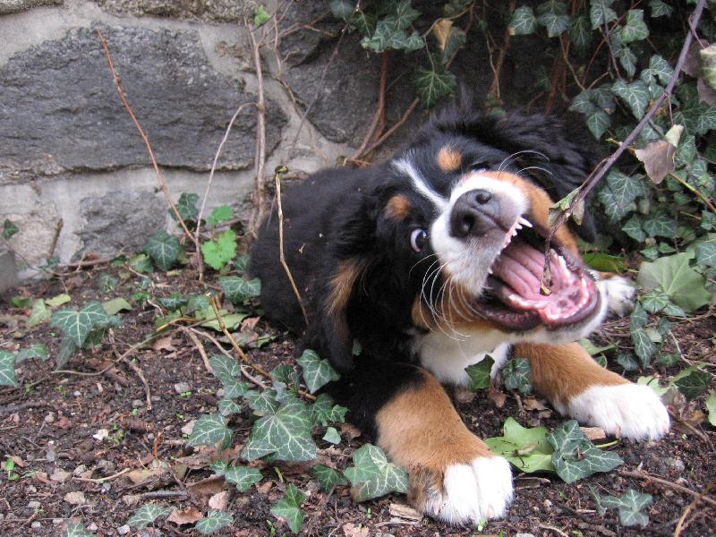 Foto: Jessie z Hodolan-�e by tygr\\?