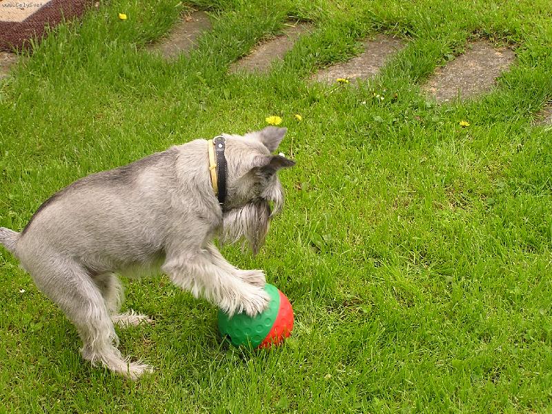 Foto: VIKI-\\.\\.\\.aby aspo� jeden kousek\\.\\.\\.