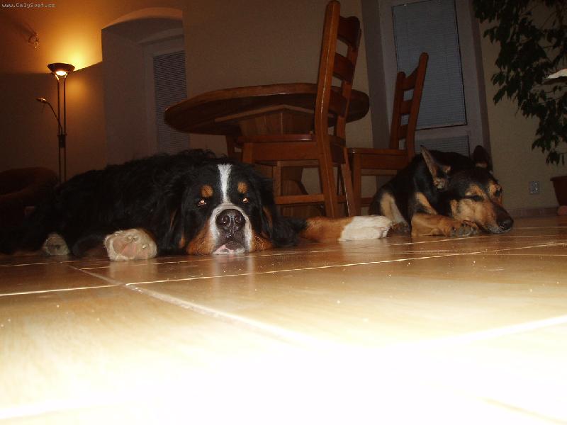 Foto: Amadeus a Sindy-\\.\\.\\.dlouh� �ek�n� na ve�e�i