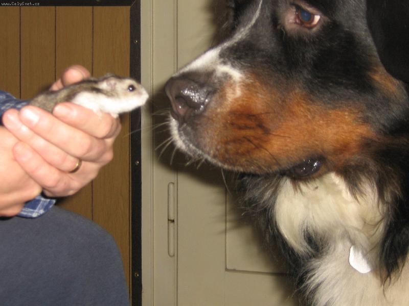 Foto: kamar�di-m�j pes Brit s m�m k�e�kem M�rinkou