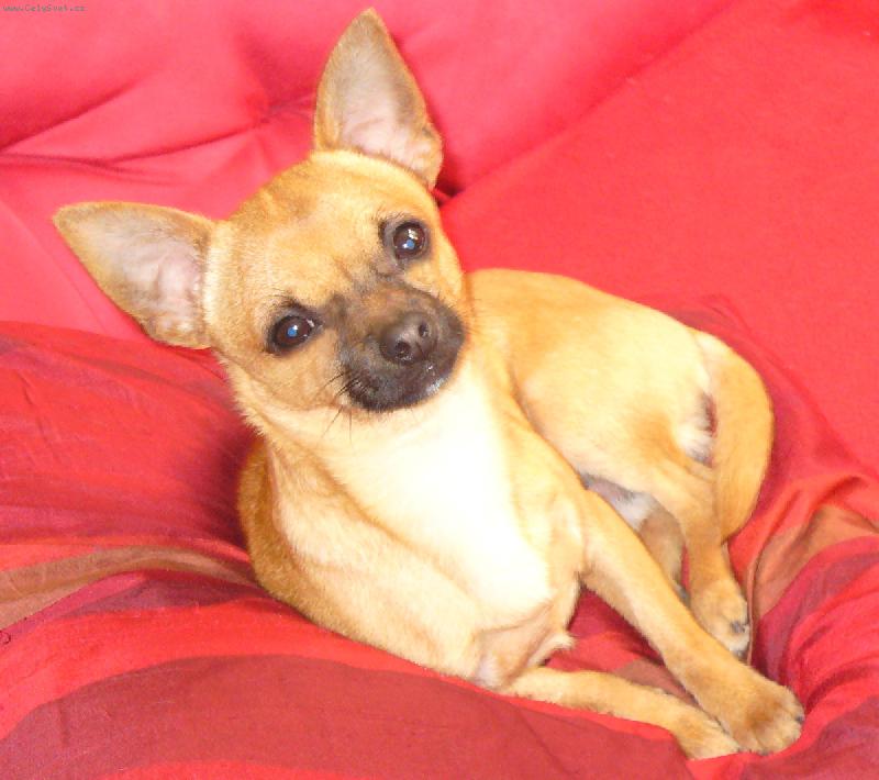 Foto: Fenri \\(Reino-chi ze S�dlberku\\)-Fenri si u��v� relaxu